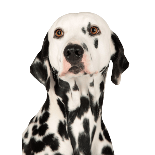 Dalmatian