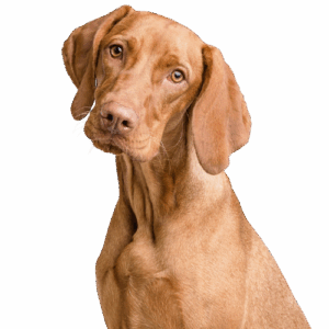Dogs