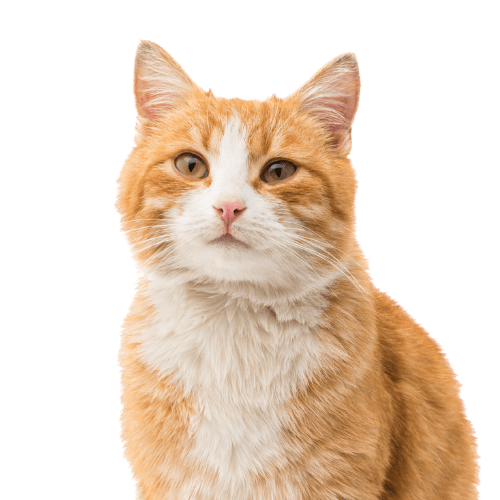 Ginger Cat