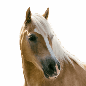 Equine