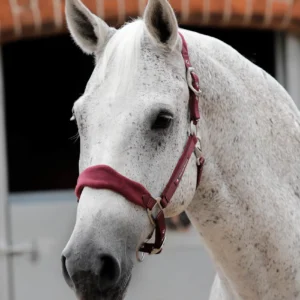 Fleece Padded Head Collar Burgundy
