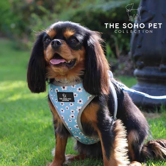 The soho pet collection harness