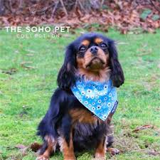 The soho pet patterned bandana - Image 2