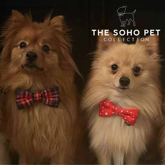The soho pet bow tie - Image 2