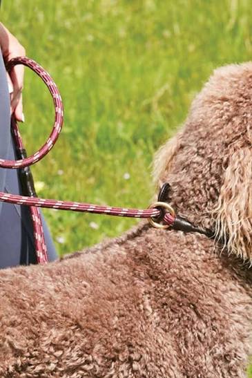 Weatherbeeta Rope Leather Slip Dog Lead (Small)