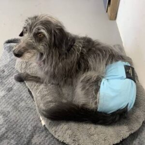 Equafleece dog shorts