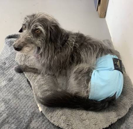 Equafleece dog shorts