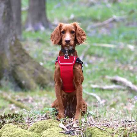 Extreme harness - Image 2