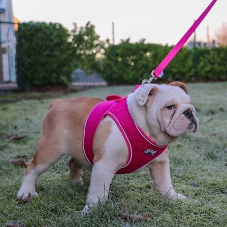 Viva step in comfort harness - Image 2